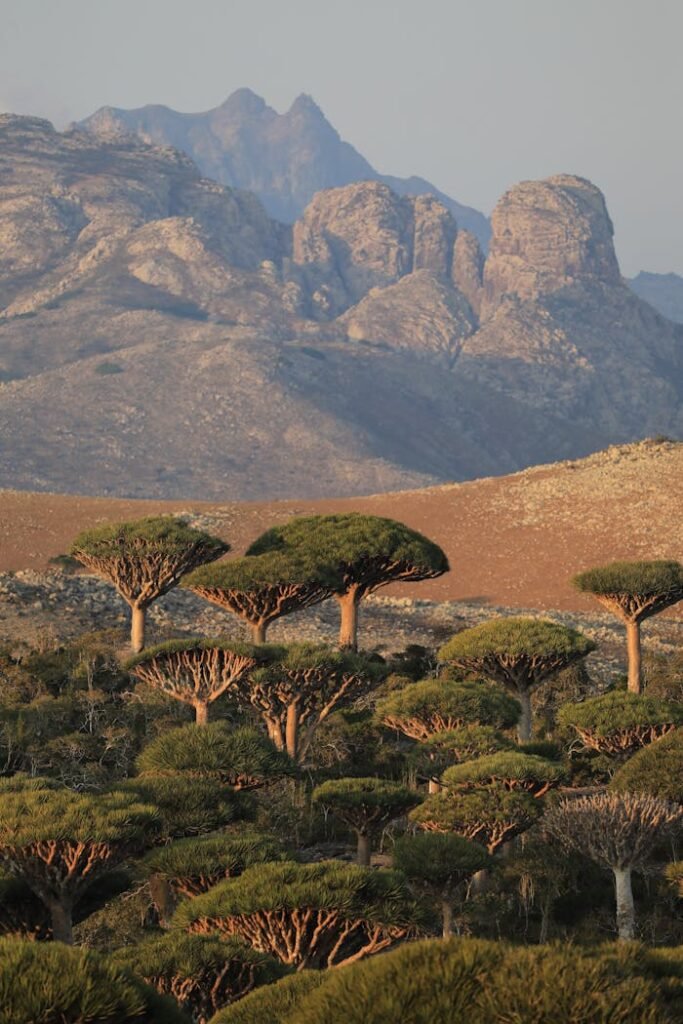 pexels-photo-16007577 Landscape of Dracaena Dragon Trees and Mountains in the Background